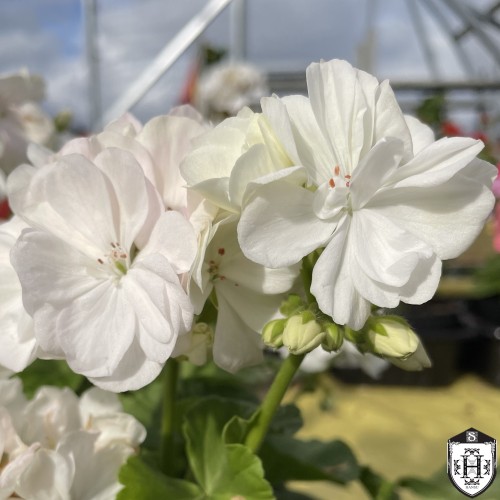 Pelargonium 'Willowbrook' - Pelargoon 'Willowbrook' P9/0,55L